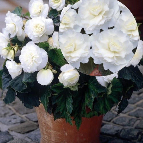 Begonia tuberhybrida 'Nonstop® Mocca F1 White' - Mugulbegoonia 'Nonstop® Mocca F1 White' 